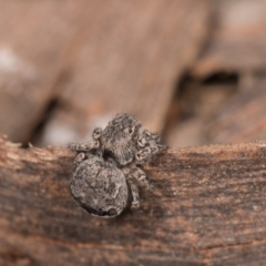 Maratus vespertilio at Melba, ACT - suppressed