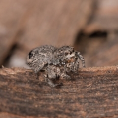 Maratus vespertilio at Melba, ACT - 29 Sep 2020