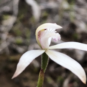 Caladenia ustulata at Sutton, NSW - suppressed