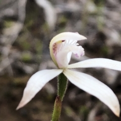 Caladenia ustulata (Brown caps) at Sutton, NSW - 27 Sep 2020 by Whirlwind