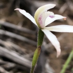 Caladenia ustulata at Sutton, NSW - suppressed