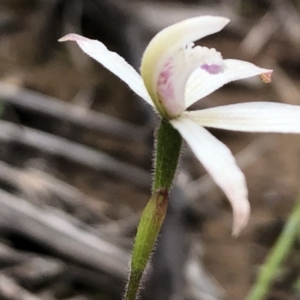 Caladenia ustulata at Sutton, NSW - suppressed