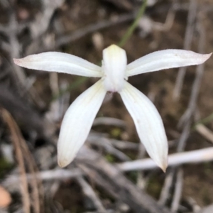 Caladenia ustulata at Sutton, NSW - suppressed