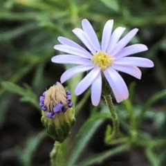 Vittadinia muelleri (Narrow-leafed New Holland Daisy) at Sutton, NSW - 21 Mar 2020 by Whirlwind