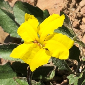 Goodenia hederacea at Sutton, NSW - 21 Mar 2020