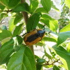 Chondropyga dorsalis (Cowboy beetle) at Tuggeranong Hill - 13 Jan 2019 by Owen