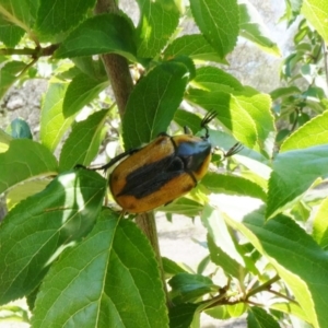 Chondropyga dorsalis at Theodore, ACT - 14 Jan 2019 10:56 AM