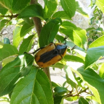Chondropyga dorsalis (Cowboy beetle) at Tuggeranong Hill - 13 Jan 2019 by Owen