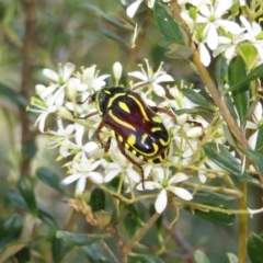 Eupoecila australasiae (Fiddler Beetle) at Theodore, ACT - 6 Jan 2018 by Owen