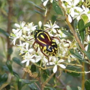 Eupoecila australasiae at Theodore, ACT - 7 Jan 2018 09:15 AM