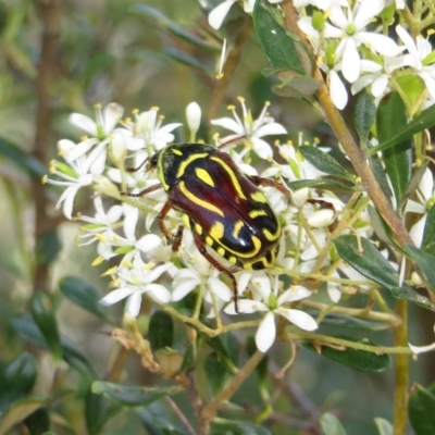 Eupoecila australasiae (Fiddler Beetle) at Theodore, ACT - 7 Jan 2018 by owenh