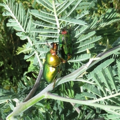 Lamprima aurata (Golden stag beetle) at Tuggeranong Hill - 1 Dec 2017 by Owen