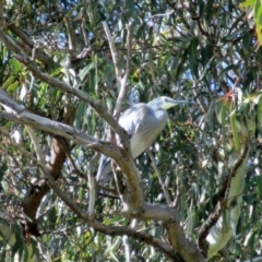 Egretta novaehollandiae (White-faced Heron) at Symonston, ACT - 30 Sep 2020 by Callum Brae Rural Property