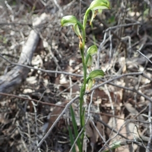 Bunochilus montanus (ACT) = Pterostylis jonesii (NSW) at Denman Prospect, ACT - 29 Sep 2020