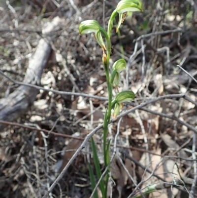 Bunochilus montanus (Montane Leafy Greenhood) at Denman Prospect, ACT - 29 Sep 2020 by CathB
