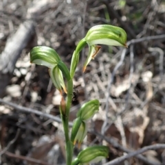 Bunochilus montanus (ACT) = Pterostylis jonesii (NSW) at Denman Prospect, ACT - 29 Sep 2020