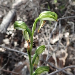 Bunochilus montanus (ACT) = Pterostylis jonesii (NSW) at Denman Prospect, ACT - 29 Sep 2020