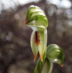 Bunochilus montanus (ACT) = Pterostylis jonesii (NSW) at Denman Prospect, ACT - suppressed