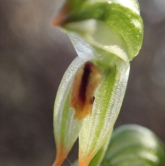 Bunochilus montanus (ACT) = Pterostylis jonesii (NSW) at Denman Prospect, ACT - suppressed