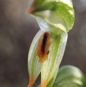 Bunochilus montanus (ACT) = Pterostylis jonesii (NSW) at Denman Prospect, ACT - 29 Sep 2020