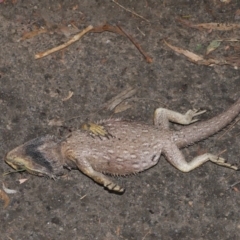 Pogona barbata (Eastern Bearded Dragon) at Acton, ACT - 30 Sep 2020 by TimL