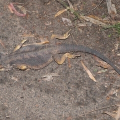 Pogona barbata at Acton, ACT - suppressed