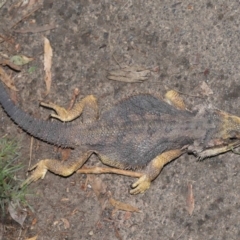 Pogona barbata at Acton, ACT - suppressed