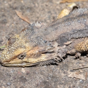 Pogona barbata at Acton, ACT - suppressed