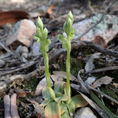 Hymenochilus cycnocephalus (Swan greenhood) at Denman Prospect, ACT - 29 Sep 2020 by CathB