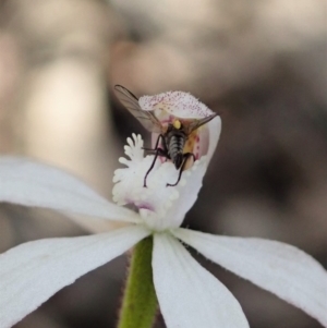 Caladenia ustulata at Denman Prospect, ACT - suppressed