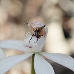 Caladenia ustulata at Denman Prospect, ACT - suppressed