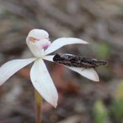 Strepsicrates sphenophora (A Totricid moth) at Block 402 - 29 Sep 2020 by CathB