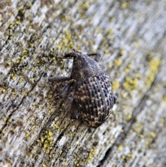 Cleogonini sp. (tribe) (Weevil) at Piney Ridge - 29 Sep 2020 by CathB