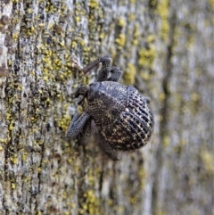 Cleogonini sp. (tribe) at Denman Prospect, ACT - 29 Sep 2020