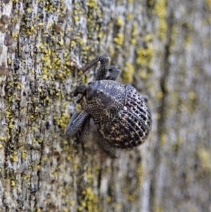 Cleogonini sp. (tribe) at Denman Prospect, ACT - 29 Sep 2020