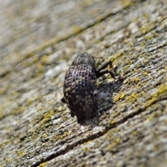 Cleogonini sp. (tribe) at Denman Prospect, ACT - 29 Sep 2020