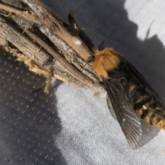 Metura elongatus (Saunders' case moth) at Higgins, ACT - 1 Oct 2020 by AlisonMilton