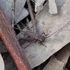 Eurepa marginipennis (Mottled bush cricket) at Piney Ridge - 29 Sep 2020 by CathB