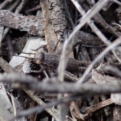 Eurepa marginipennis at Denman Prospect, ACT - 29 Sep 2020