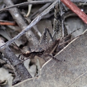 Eurepa marginipennis at Denman Prospect, ACT - 29 Sep 2020