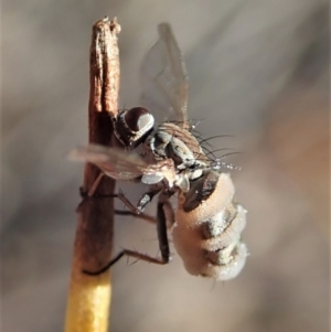 Entomophthora sp. (genus) at Holt, ACT - 28 Sep 2020