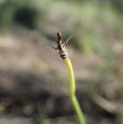 Entomophthora sp. (genus) at Holt, ACT - 28 Sep 2020