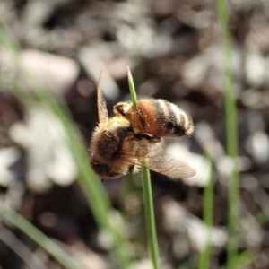 Apis mellifera at Holt, ACT - 28 Sep 2020