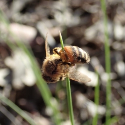 Apis mellifera (European honey bee) at Aranda Bushland - 28 Sep 2020 by CathB