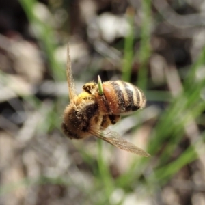 Apis mellifera at Holt, ACT - 28 Sep 2020