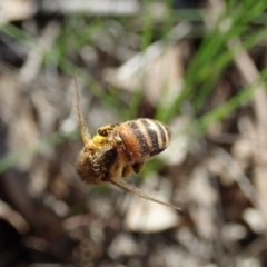 Apis mellifera at Holt, ACT - 28 Sep 2020