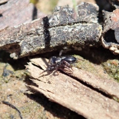 Adoxotoma sp. (genus) (A jumping spider) at Aranda Bushland - 28 Sep 2020 by CathB