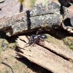 Adoxotoma sp. (genus) (A jumping spider) at Aranda, ACT - 28 Sep 2020 by CathB