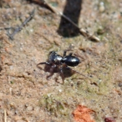 Adoxotoma sp. (genus) at Aranda, ACT - 28 Sep 2020 10:33 AM