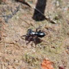 Adoxotoma sp. (genus) at Aranda, ACT - 28 Sep 2020